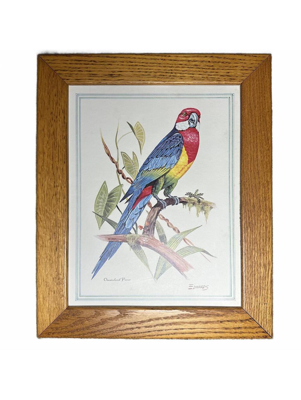 Vintage Framed Omnicolored Parrot Print Tropical Wall Art – Edwards - Oak Framed